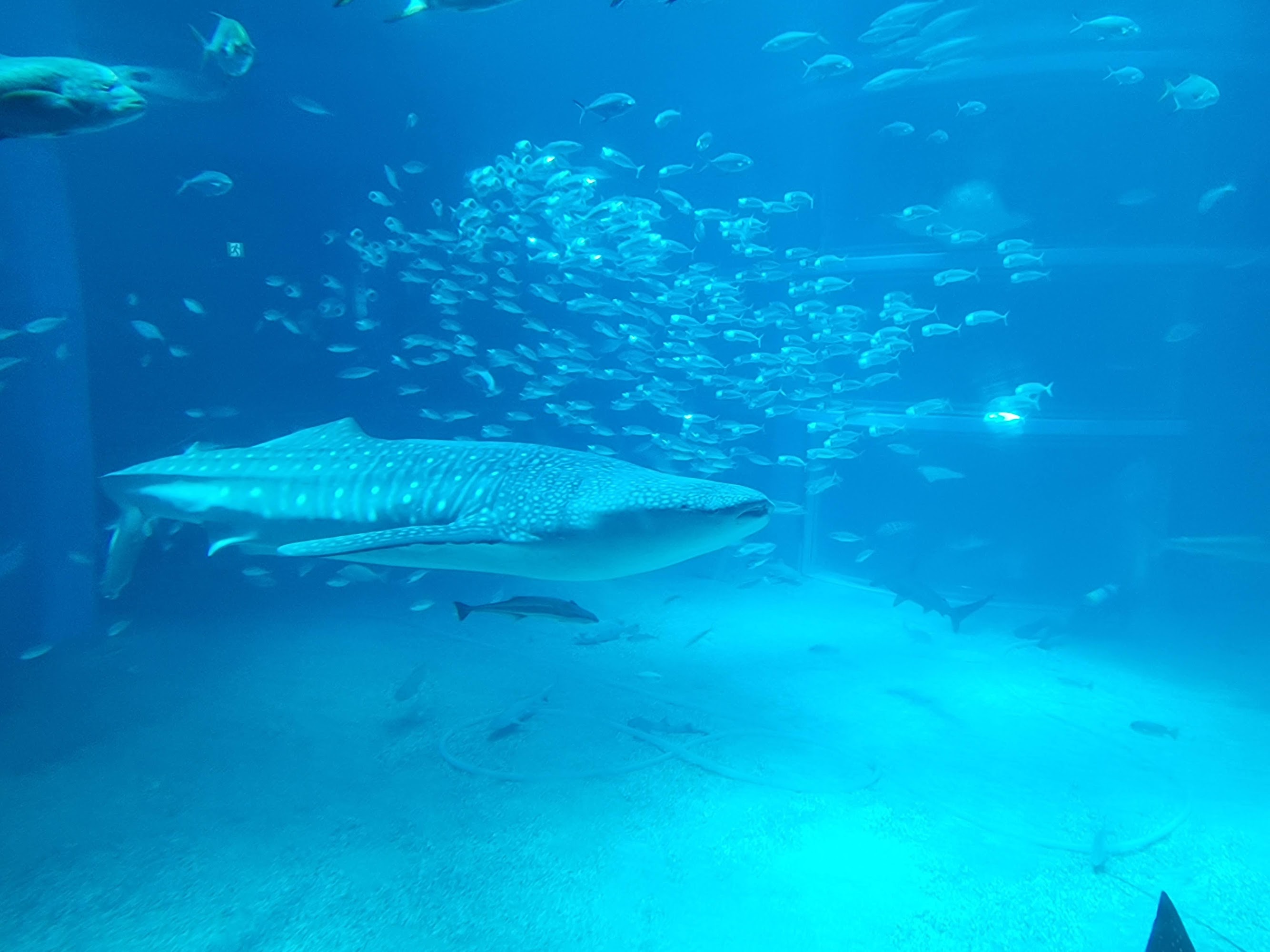 Kaiyukan (Osaka Aquarium), Osaka