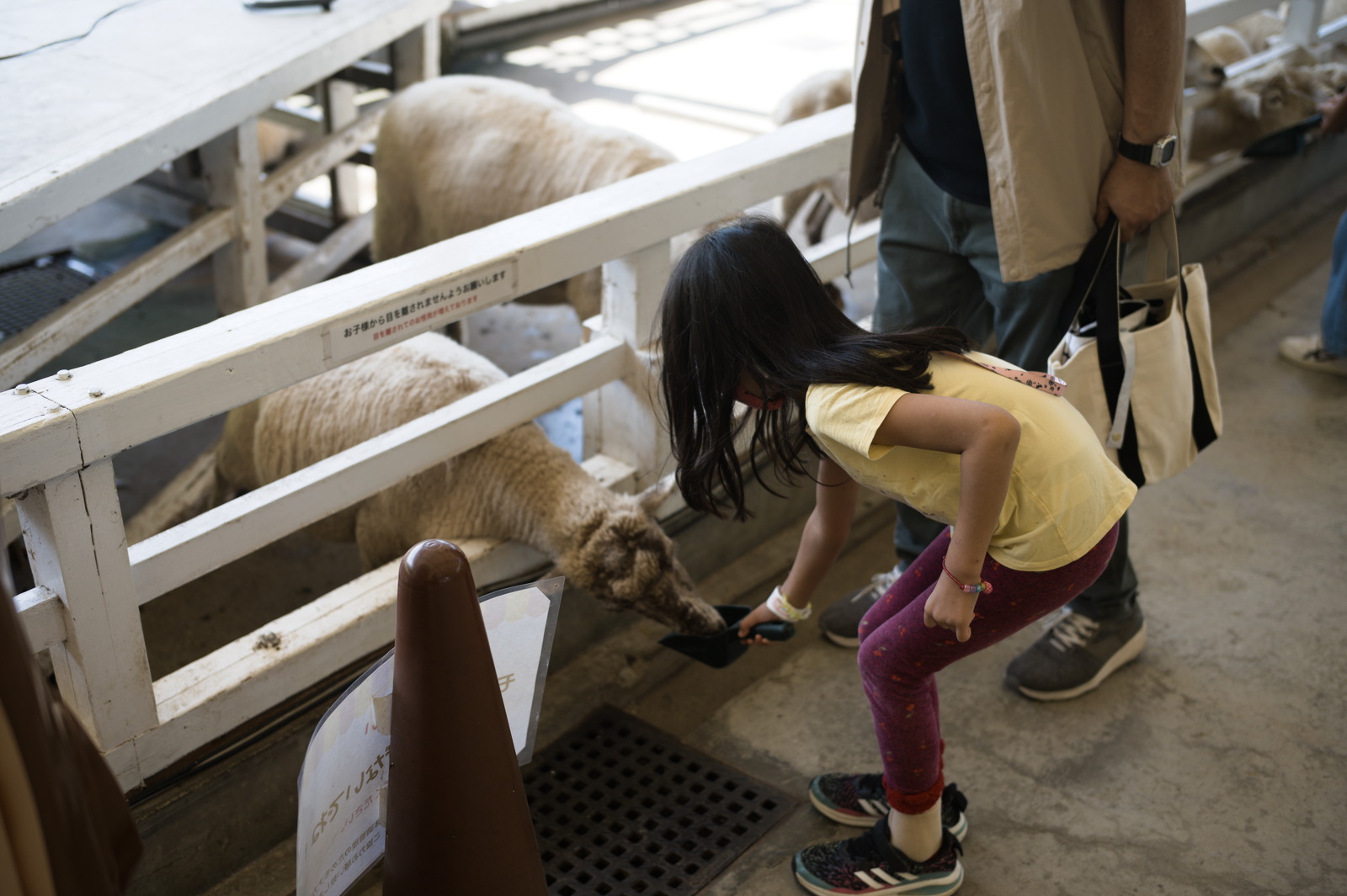 mmm, sheep love pellets feeding