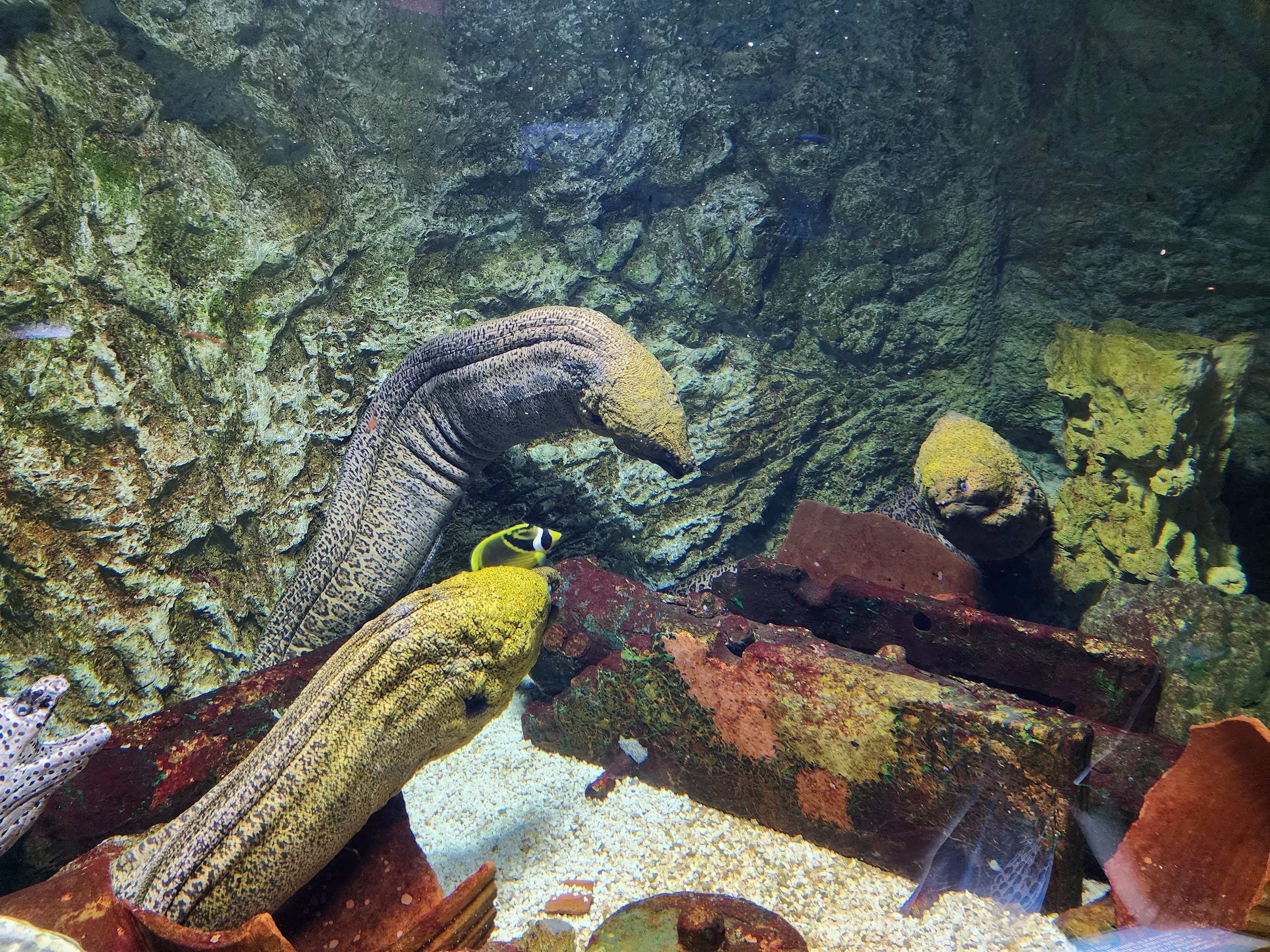 eel